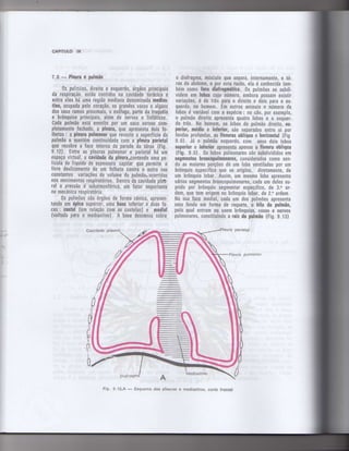 Anatomia_Humana_Basica_2ed_-_D.pdf