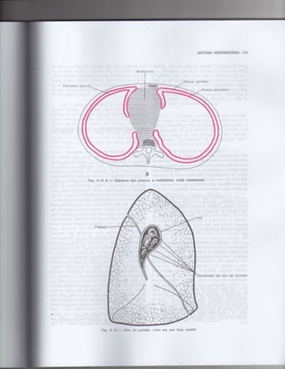 Anatomia_Humana_Basica_2ed_-_D.pdf