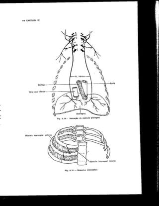 Anatomia_Humana_Basica_2ed_-_D.pdf