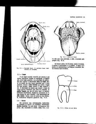 Anatomia_Humana_Basica_2ed_-_D.pdf