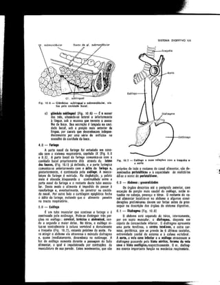 Anatomia_Humana_Basica_2ed_-_D.pdf