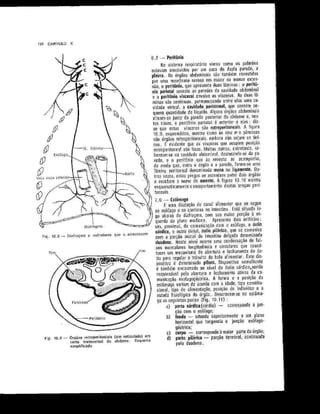 Anatomia_Humana_Basica_2ed_-_D.pdf