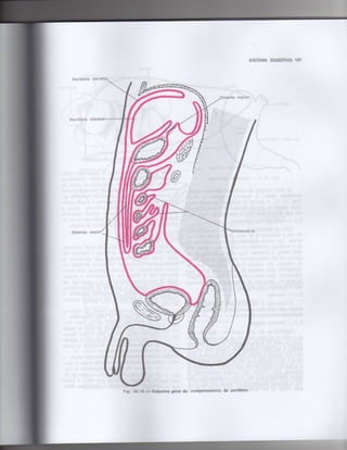 Anatomia_Humana_Basica_2ed_-_D.pdf
