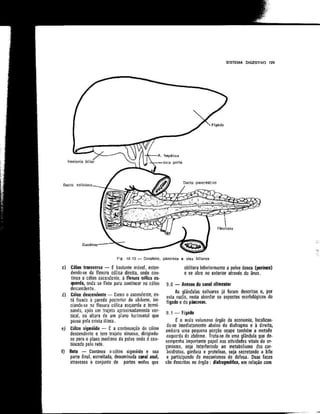 Anatomia_Humana_Basica_2ed_-_D.pdf