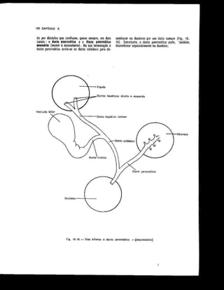 Anatomia_Humana_Basica_2ed_-_D.pdf