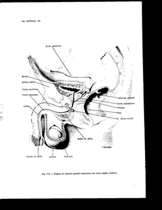 Anatomia_Humana_Basica_2ed_-_D.pdf