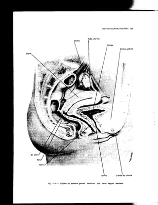 Anatomia_Humana_Basica_2ed_-_D.pdf