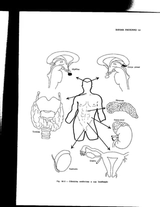 Anatomia_Humana_Basica_2ed_-_D.pdf