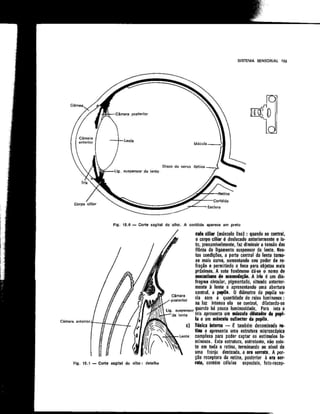 Anatomia_Humana_Basica_2ed_-_D.pdf