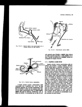 Anatomia_Humana_Basica_2ed_-_D.pdf