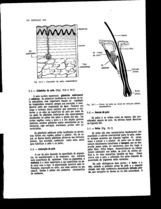 Anatomia_Humana_Basica_2ed_-_D.pdf