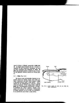 Anatomia_Humana_Basica_2ed_-_D.pdf