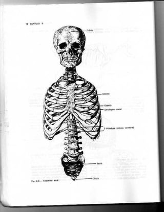 Anatomia_Humana_Basica_2ed_-_D.pdf