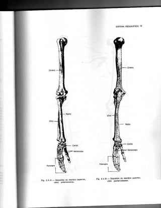 Anatomia_Humana_Basica_2ed_-_D.pdf