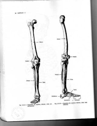 Anatomia_Humana_Basica_2ed_-_D.pdf