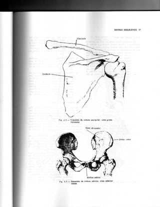 Anatomia_Humana_Basica_2ed_-_D.pdf