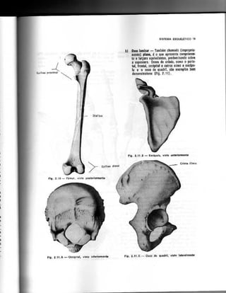 Anatomia_Humana_Basica_2ed_-_D.pdf