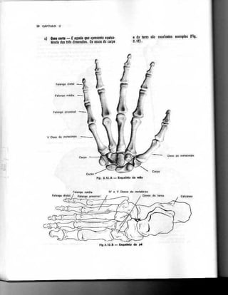Anatomia_Humana_Basica_2ed_-_D.pdf