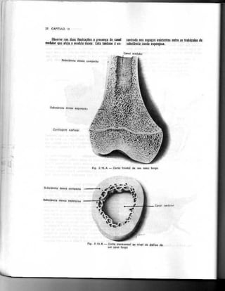 Anatomia_Humana_Basica_2ed_-_D.pdf