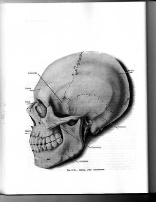 Anatomia_Humana_Basica_2ed_-_D.pdf