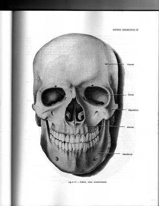 Anatomia_Humana_Basica_2ed_-_D.pdf