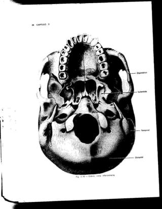 Anatomia_Humana_Basica_2ed_-_D.pdf