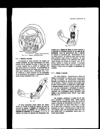 Anatomia_Humana_Basica_2ed_-_D.pdf