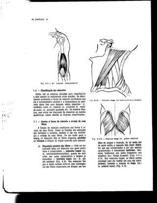 Anatomia_Humana_Basica_2ed_-_D.pdf