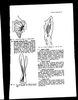 Anatomia_Humana_Basica_2ed_-_D.pdf