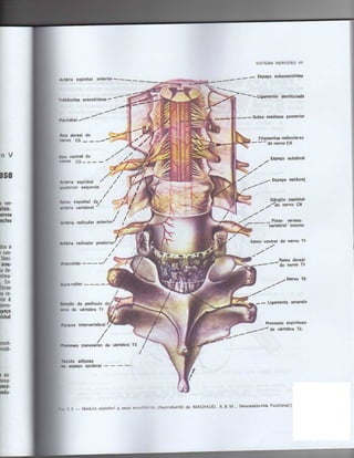 Anatomia_Humana_Basica_2ed_-_D.pdf