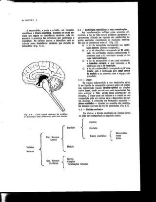 Anatomia_Humana_Basica_2ed_-_D.pdf