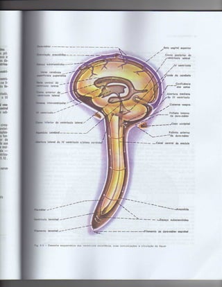 Anatomia_Humana_Basica_2ed_-_D.pdf