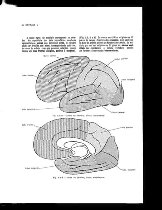 Anatomia_Humana_Basica_2ed_-_D.pdf
