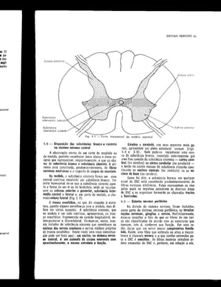 Anatomia_Humana_Basica_2ed_-_D.pdf