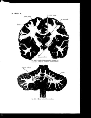 Anatomia_Humana_Basica_2ed_-_D.pdf