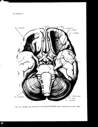Anatomia_Humana_Basica_2ed_-_D.pdf