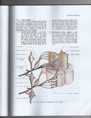 Anatomia_Humana_Basica_2ed_-_D.pdf