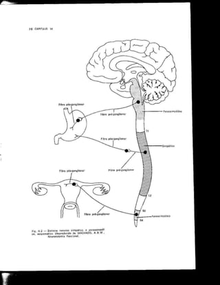 Anatomia_Humana_Basica_2ed_-_D.pdf