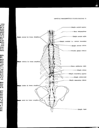 Anatomia_Humana_Basica_2ed_-_D.pdf