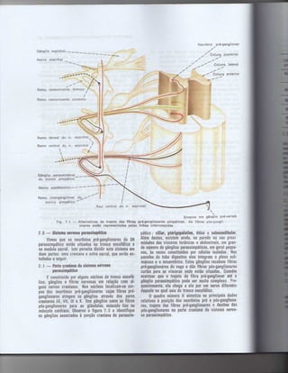 Anatomia_Humana_Basica_2ed_-_D.pdf