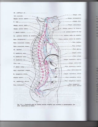 Anatomia_Humana_Basica_2ed_-_D.pdf