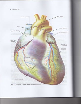 Anatomia_Humana_Basica_2ed_-_D.pdf