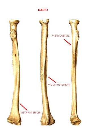 Linea Radiocava Anatomía humana general | PPTX