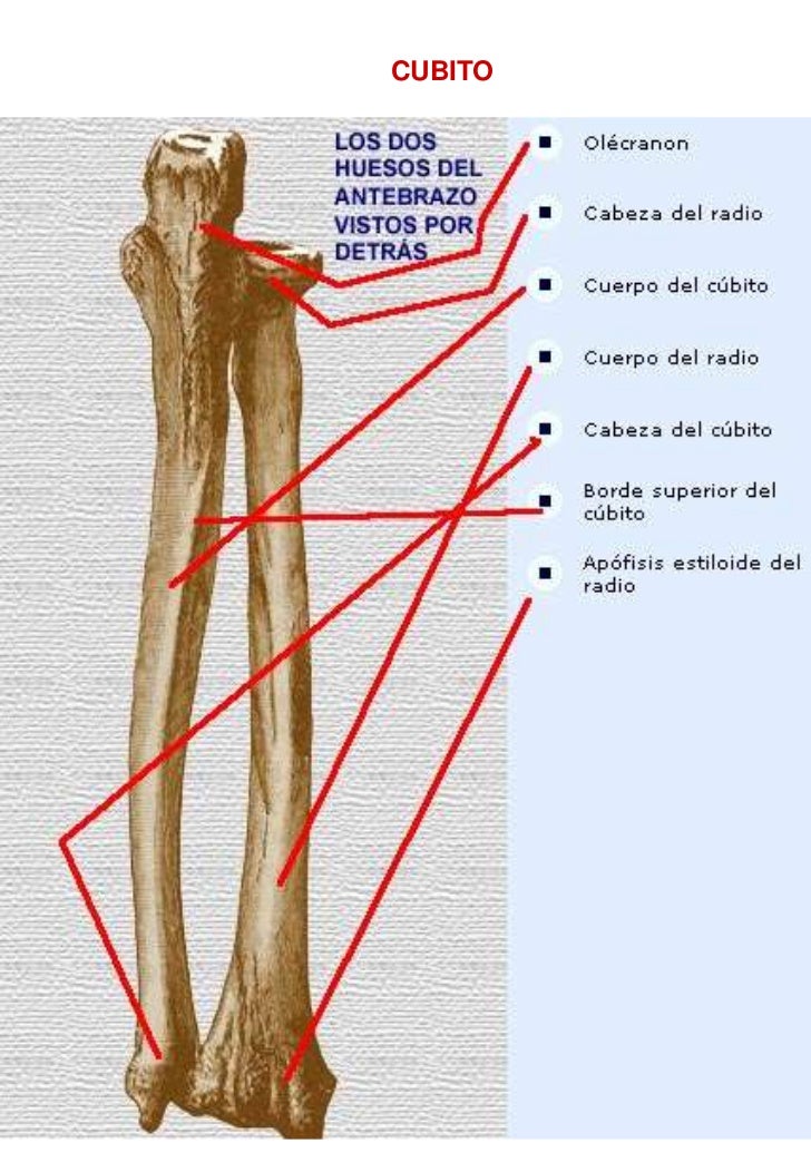 Anatomía humana general