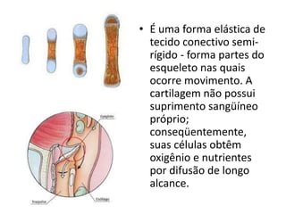 • É uma forma elástica de
tecido conectivo semi-
rígido - forma partes do
esqueleto nas quais
ocorre movimento. A
cartilagem não possui
suprimento sangüíneo
próprio;
conseqüentemente,
suas células obtêm
oxigênio e nutrientes
por difusão de longo
alcance.
 
