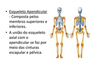 • Esqueleto Apendicular
- Composta pelos
membros superiores e
inferiores.
• A união do esqueleto
axial com o
apendicular se faz por
meio das cinturas
escapular e pélvica.
 
