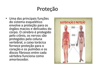 Proteção
• Uma das principais funções
do sistema esquelético
envolve a proteção para os
órgãos macios e delicados do
corpo. O cérebro é protegido
pelo crânio, os nervos são
protegidos pela coluna
vertebral, a caixa torácica
fornece proteção para o
coração e os pulmões e os
discos fibrosos entre cada
vértebra funciona como
amortecedor.
 