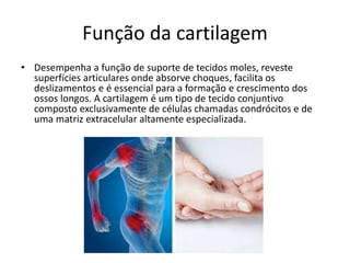 Função da cartilagem
• Desempenha a função de suporte de tecidos moles, reveste
superfícies articulares onde absorve choques, facilita os
deslizamentos e é essencial para a formação e crescimento dos
ossos longos. A cartilagem é um tipo de tecido conjuntivo
composto exclusivamente de células chamadas condrócitos e de
uma matriz extracelular altamente especializada.
 