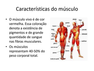 Características do músculo
• O músculo vivo é de cor
vermelha. Essa coloração
denota a existência de
pigmentos e de grande
quantidade de sangue
nas fibras musculares.
• Os músculos
representam 40-50% do
peso corporal total.
 