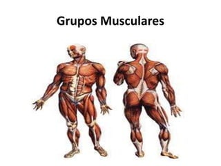 Grupos Musculares
 